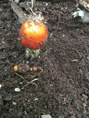 Amanita parcivolvata
