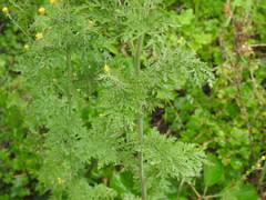 Descurainia richardsonii