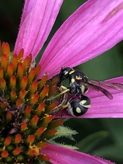 Stenodynerus anormis