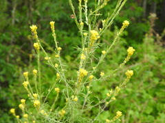 Descurainia richardsonii