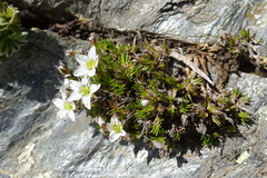 Minuartia recurva
