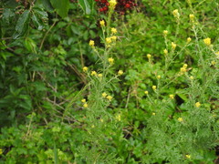 Descurainia richardsonii