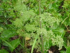 Descurainia richardsonii