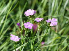 Dianthus eugeniae