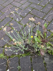 Helichrysum luteoalbum