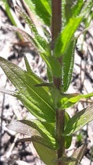 Castilleja parviflora