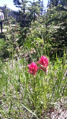Castilleja parviflora