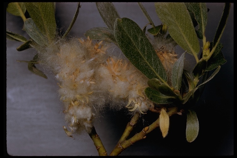 Salix eastwoodiae