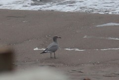 Leucophaeus modestus