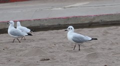 Chroicocephalus serranus