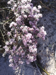 Amphithalea ericifolia