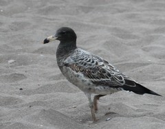 Larus belcheri