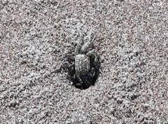 Ocypode gaudichaudii