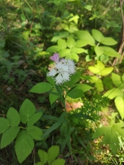 Dianthus × courtoisii