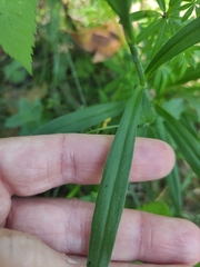 Dianthus × courtoisii