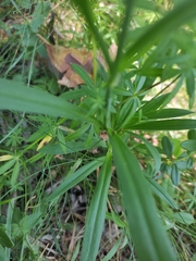 Dianthus × courtoisii