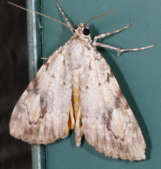 Catocala amica