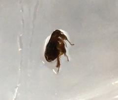 Siphonaptera