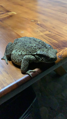 Bufo verrucosissimus