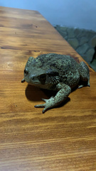 Bufo verrucosissimus