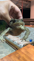Bufo verrucosissimus