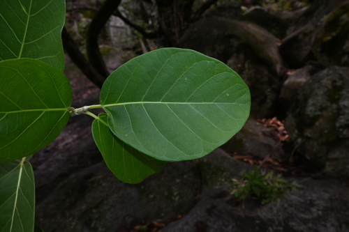 Image of Ficus cotinifolia by (c) Dante S. Figueroa, some rights reserved (CC BY-SA)