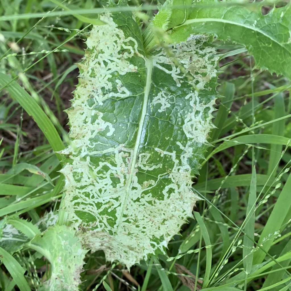 Phytomyza syngenesiae group