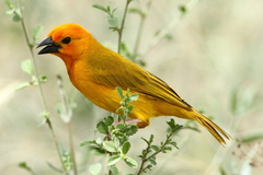 Ploceus bojeri