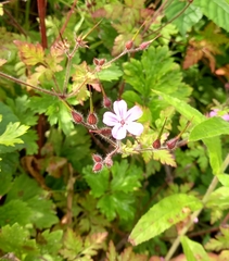 Geranium robertianum