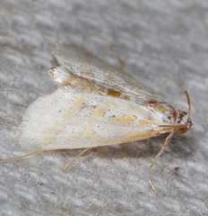Leptosteges parthenialis