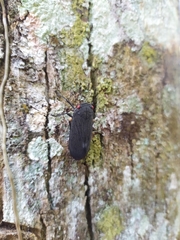 Acraephia perspicillata