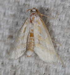 Leptosteges parthenialis