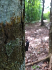 Acraephia perspicillata