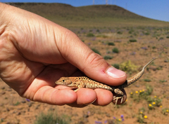 Acanthodactylus busacki