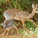 Madoqua kirkii - Photo (c) markus lilje,  זכויות יוצרים חלקיות (CC BY-NC-ND), הועלה על ידי markus lilje