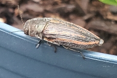 Buprestis