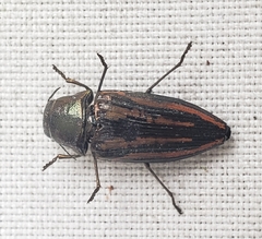 Buprestis