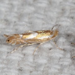 Phyllonorycter rileyella