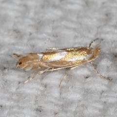 Phyllonorycter rileyella