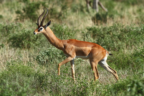 Gerenuk, photo 6 of 10