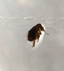 Siphonaptera