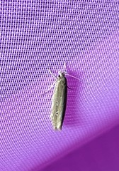 Limnaecia phragmitella