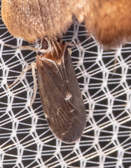 Synecdoche impunctata