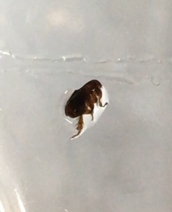 Siphonaptera