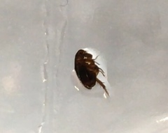 Siphonaptera