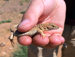 Acanthodactylus busacki