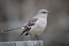 Northern Mockingbird - Photo (c) Kevin Milazzo, some rights reserved (CC BY-NC-SA)