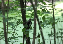 Dendrocopos major