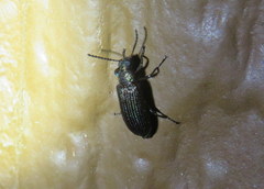 Strongylium crenatum