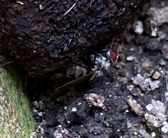Anthomyia illocata